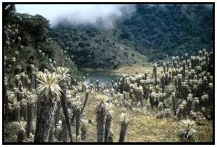 parquenacionalllanganates.JPG