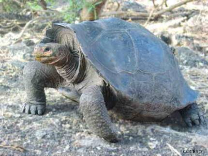 islasgalapagos2.JPG