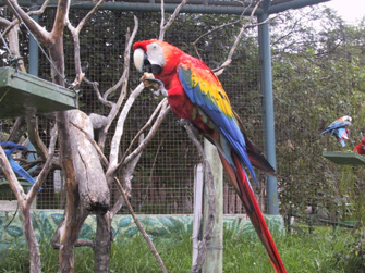 zoologicodeguayllabamba.jpg