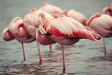 censodeflamingos.jpg