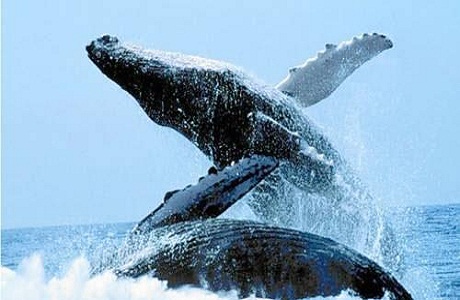 Comienza la temporada de ballenas 2012 en Santa Elena
