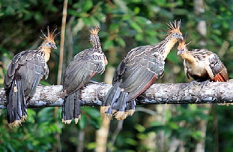 Nuevas rutas para observación de aves en Loja y Zamora Chinchipe